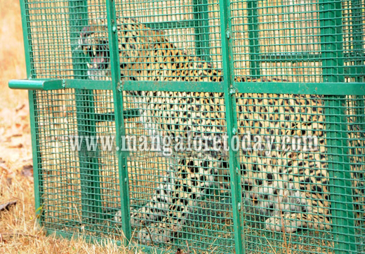 Leopard